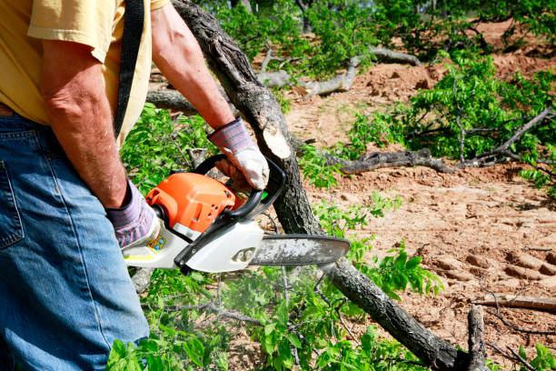 Best Tree Preservation Services  in Port Hadlock Irondale, WA
